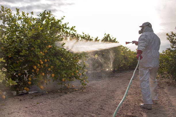 Best Termite Control Services  in Darnestown, MD